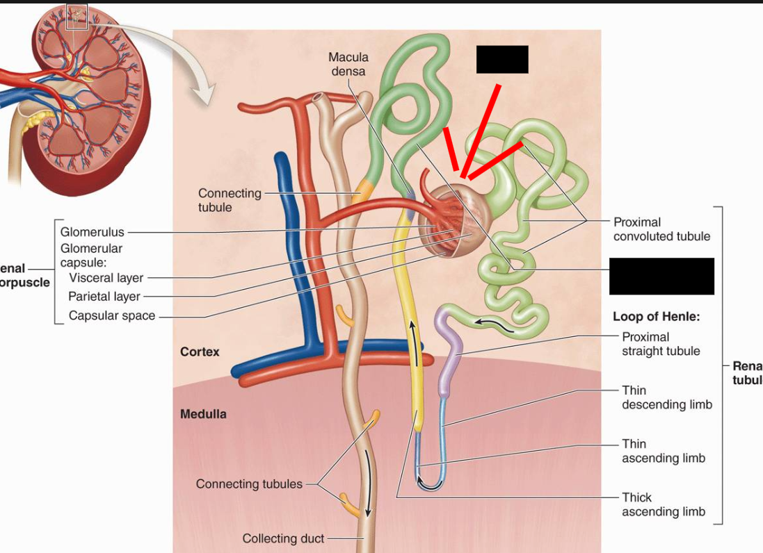 <p><span style="background-color: transparent;">After flowing through the nephron loop, the fluid flows through the <strong>_____ _____  _____ </strong>, and past the <strong>_____  _____  </strong></span></p>