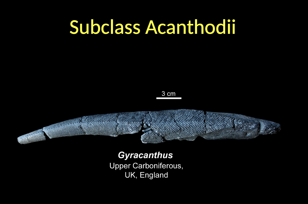 <p><span style="color: rgb(251, 251, 251);">Acanthodii - Gyracanthus </span></p><ul><li><p>Upper CARBONIFEROUS </p></li><li><p>England </p></li></ul><p></p>