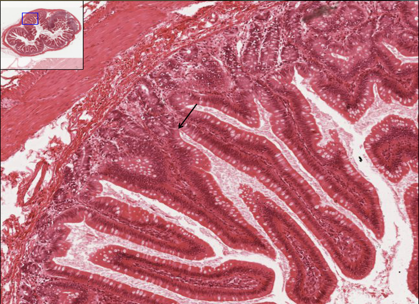 <p>What structure is this?</p>