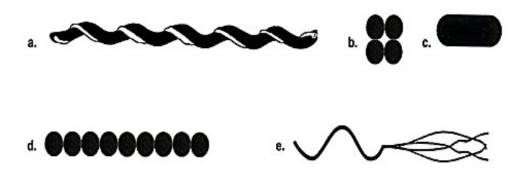 <p>Which drawing in the figure is streptococci?</p>