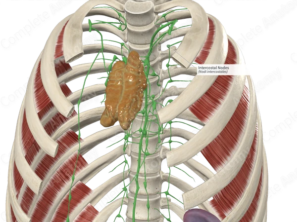 <p>In the posterior Intercostal spaces </p>