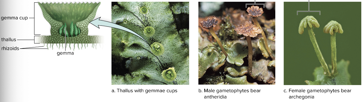 <ul><li><p><span>Asexual reproduction by gemmae on upper surface - Groups of cells that detach and form new thallus</span></p></li><li><p><span>Sexual reproduction:</span></p><ul><li><p><span>Stalks have <strong>antheridia,</strong> where sperm are produced</span></p></li><li><p><span>Umbrella-headed stalks that bear <strong>archegonia, </strong>where eggs are produced</span></p></li><li><p><span>After fertilization, sporophytes begin growth in archegonia</span></p></li></ul></li></ul><p></p>