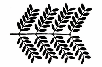 <p>A twice-pinnate compound leaf that ends in a pair of leaflets with no single terminal leaflet.</p>