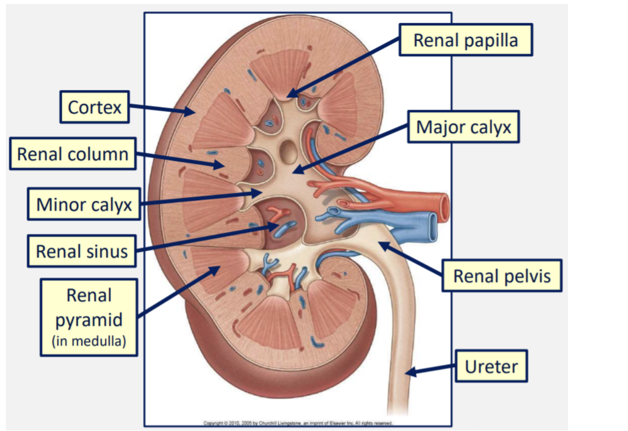 <p><span>The outer layer of tissue in the kidney is the <strong>cortex</strong>.</span></p><p><span>The inner layer of tissue in the kidney is the <strong>medulla</strong>.</span></p><p><span>Nephrons (see the next paragraph) in the cortex and medulla filter waste products from the blood, forming urine.</span></p><p><span>The <strong>pyramids </strong>of the cortex drain this into the <strong>minor calyces</strong>. Around 2-3 minor calyces drain into each of the 2-3 <strong>major calyces</strong>.</span></p><p><span>The major calyces drain into the <strong>renal pelvis </strong>(a funnel formed from the ureter leaving the kidney), which empties through the ureters towards the bladder.</span></p>