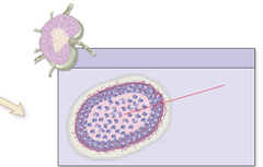 <p>Identify what is indicated by red pointer</p>