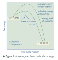 <p>Enzymes lower the activation energy of the reaction by providing an alternate pathway for the reaction to occur</p>