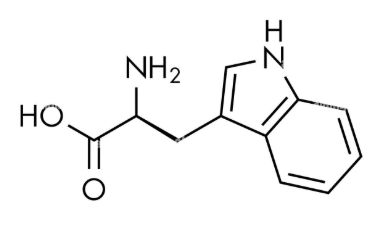 <p>planar aromatic, bulkiest hydrophobic, contains indole</p>
