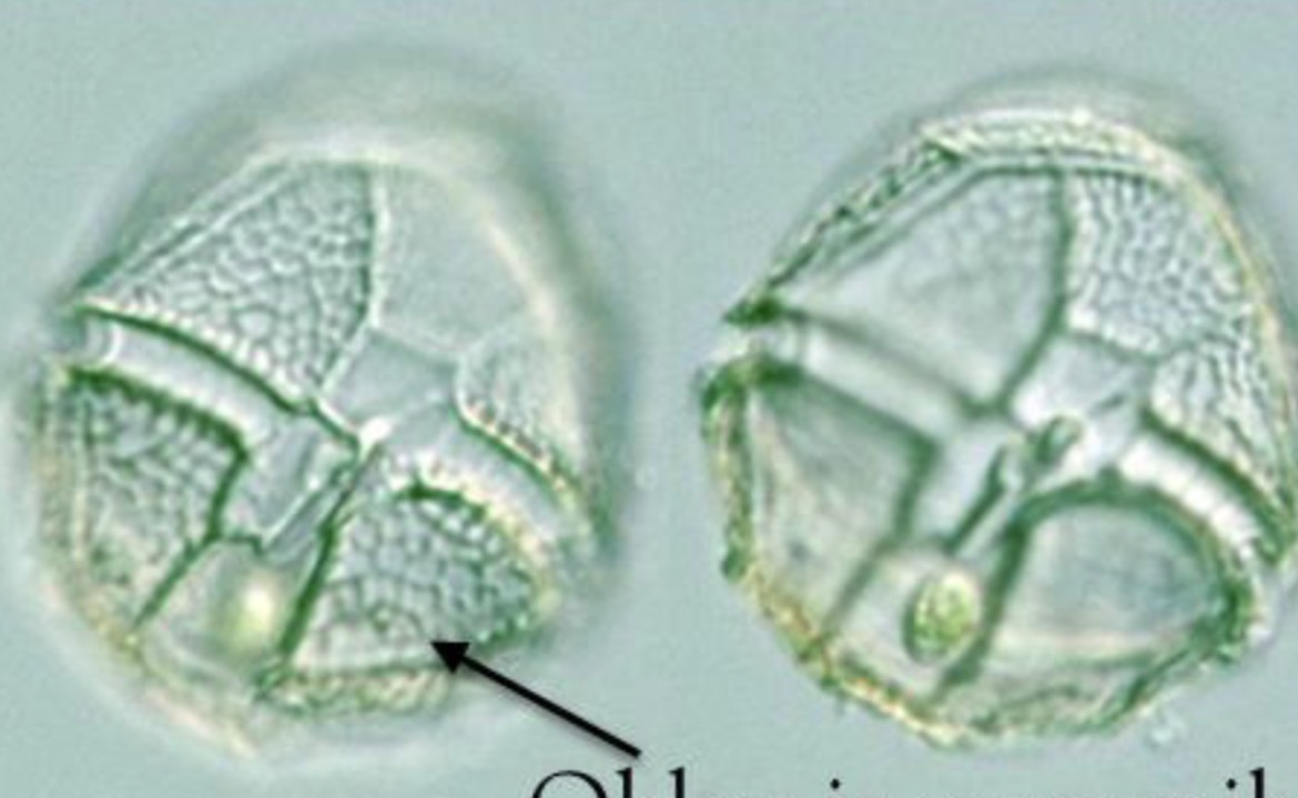 <p>Organizac, tip deblo rod slikca</p>