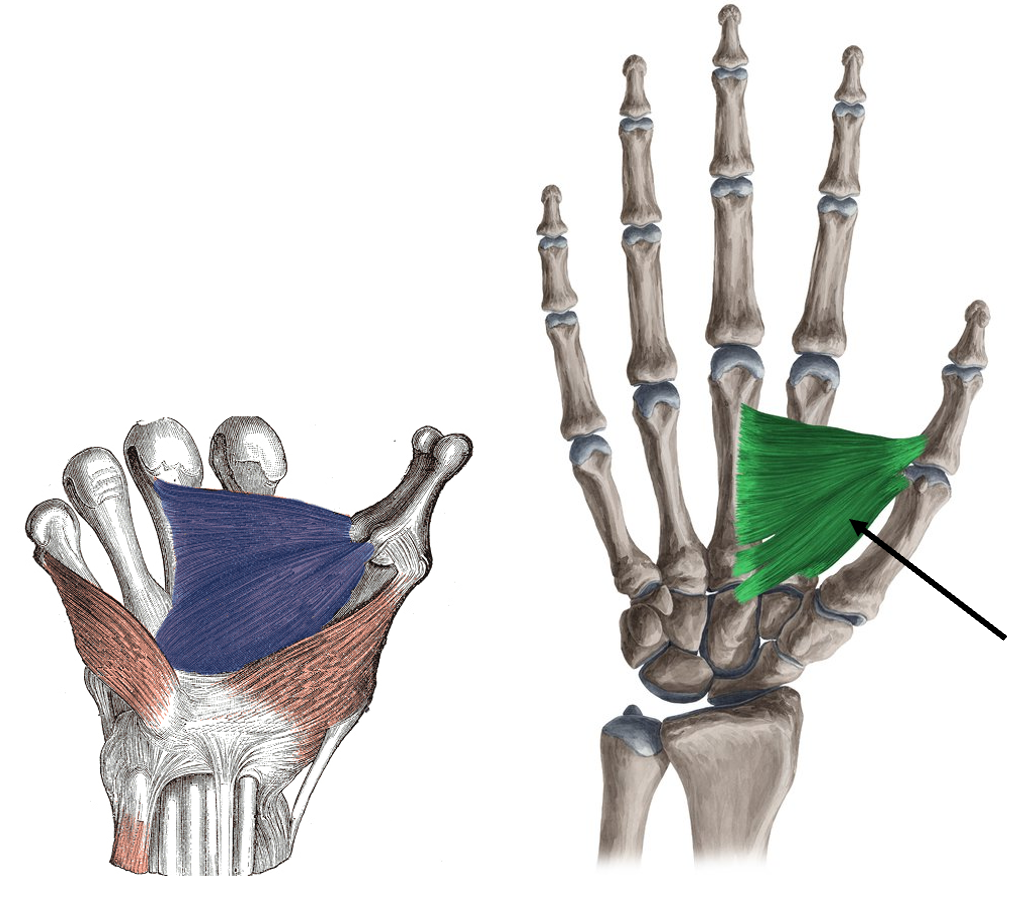 <p>what muscle is this?</p>