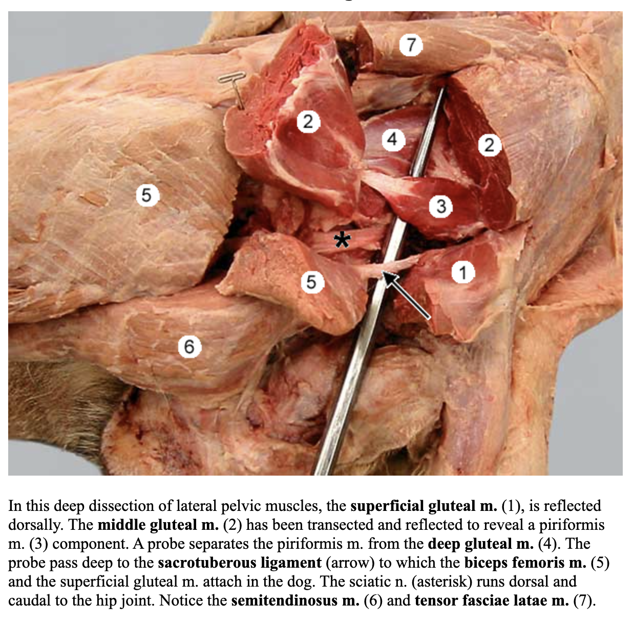 <p>5</p><p>attachments: sacrotuberous ligament and ischiatic tuberosity; patellar ligament and tibial tuberosity/body; tuber calcanei </p><p>action: extend the hip, stifle, and hock ; flex the stifle- caudal part </p><p>blood: deep femoral a. </p><p>nerve: sciatic n. </p>