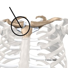 <p>The clavicle articulates with the axial skeleton via which joint?</p>