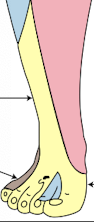 <p>-Lower leg: superior peroneal nerve (into plamar toes)</p>