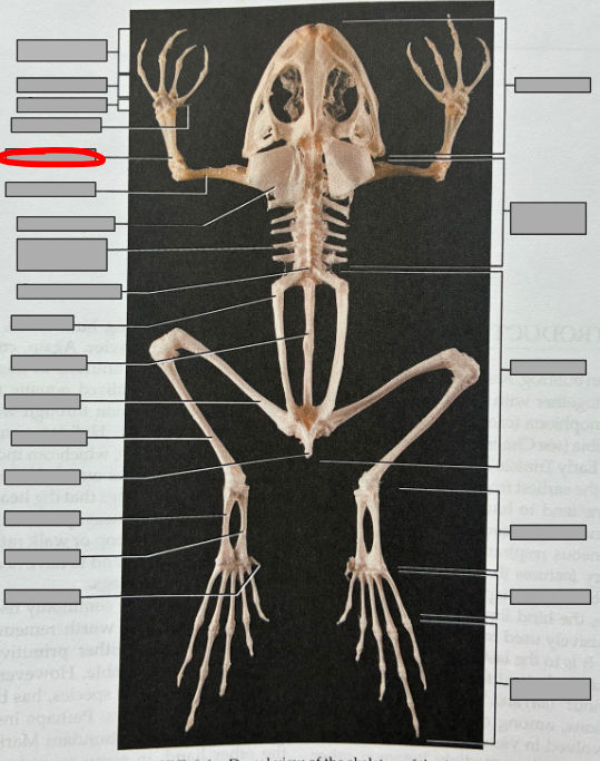 <p>What part of the organism is this?</p>