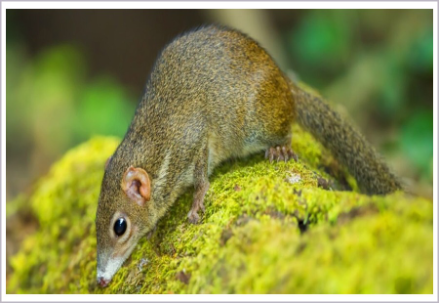 <p>What is the infraclass of the animal shown?</p>