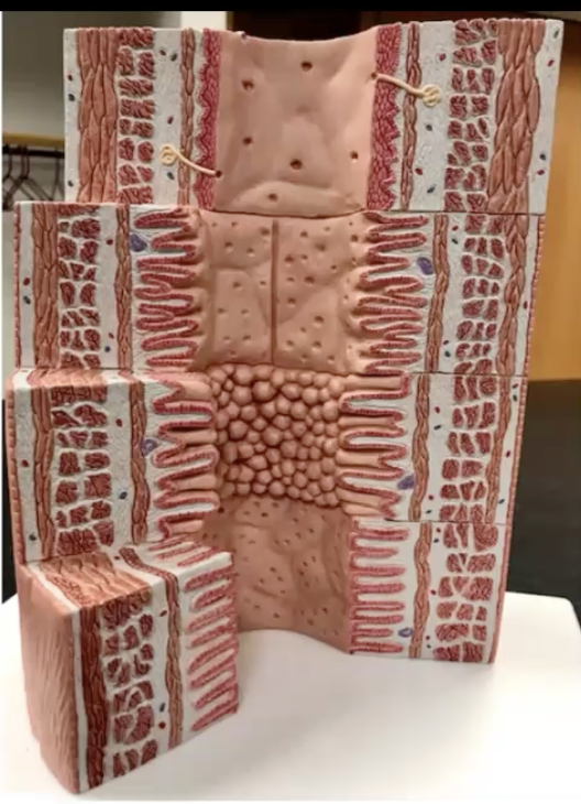 <p>Identify each organ. What are the layers of each?</p>