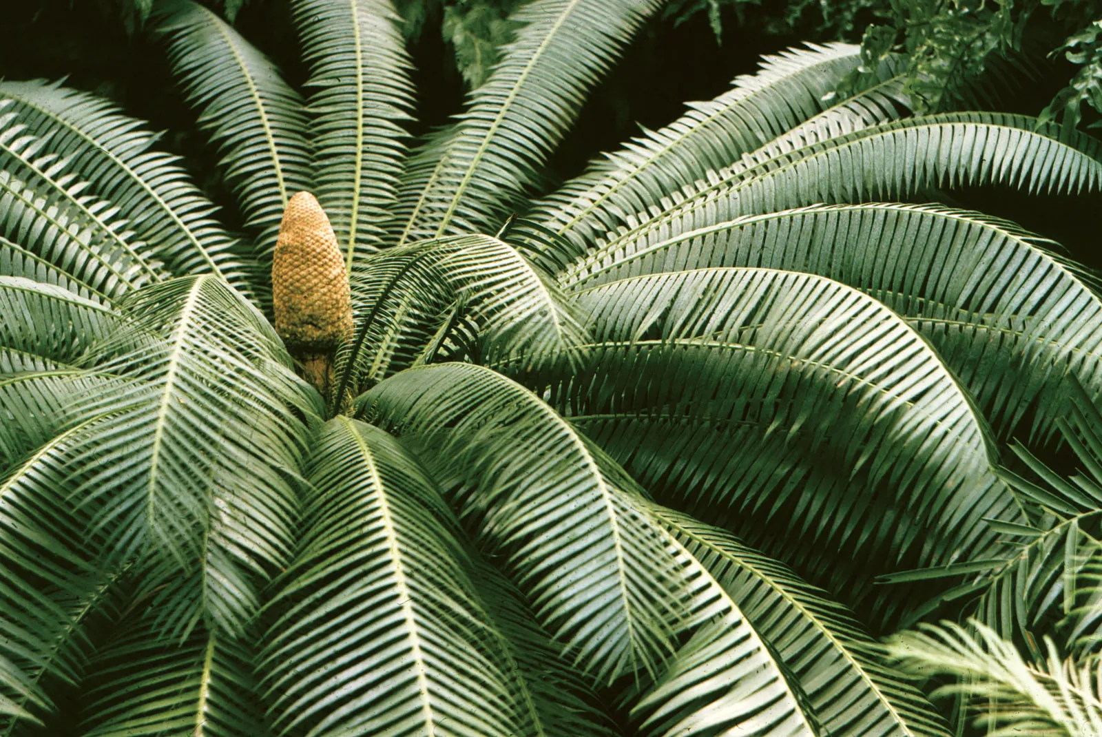 <ul><li><p>Tropical or subtropical seed plants</p></li><li><p>Palm-like with large, pinnate leaves</p></li><li><p>Terminal cones (strobili) — plants are dioecious</p></li><li><p>Strobili and seeds might take 10 years to mature</p></li><li><p>Pollination is by insects, primarily beetles and have flagellated sperm</p></li></ul><p></p>
