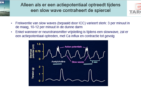 <p><span>AP fluctueert (= pacemaker activiteit van de IC’s).</span></p><p style="text-align: left;"></p><p style="text-align: left;"><span>Als we Ach bijvoegen zien we dat er enkel is depol toestand AP’s ontstaan en dus ook effectief een contractie van de spier optreedt.</span></p>
