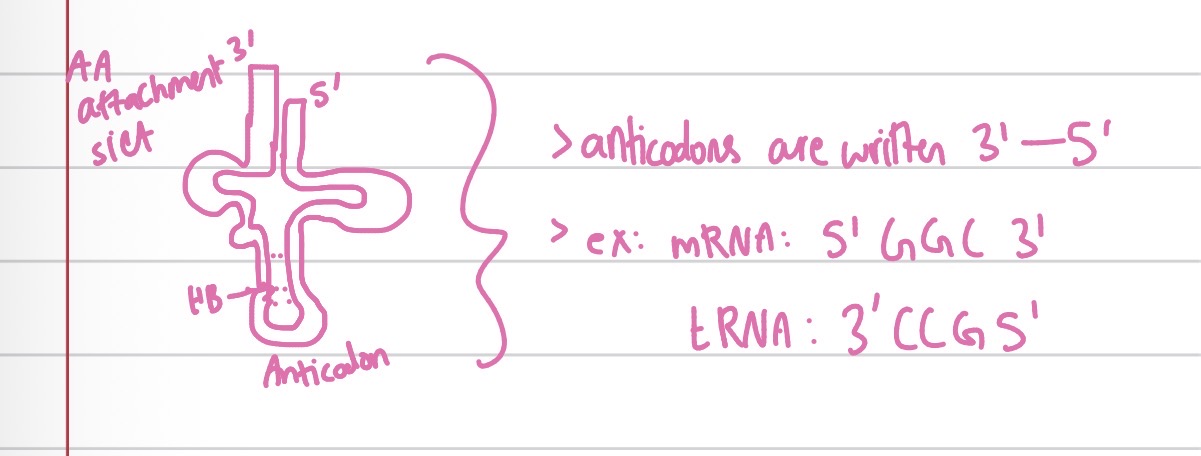 <p>tRNA</p>