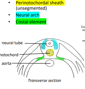 <ol><li><p>Sclerotome cells migrate into 3 areas: perinotochordal sheath, neural arch and costal element</p></li><li><p>Body wall vessels from aorta form between somites (less dense)</p></li><li><p>Perinotochordal cells near vessels have better nutrition, growing large, and form the vertebral bodies,</p></li><li><p>Notochord squeexed between developing vertebral bodies become intervertebral discs</p></li></ol><p></p>