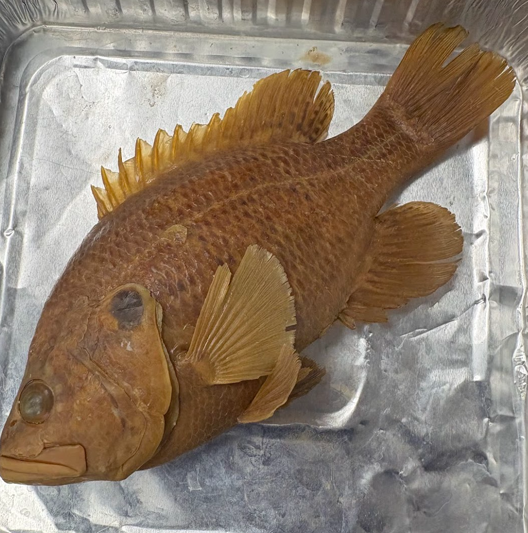 <p><span style="background-color: transparent;">Lepomis gulosus</span></p>