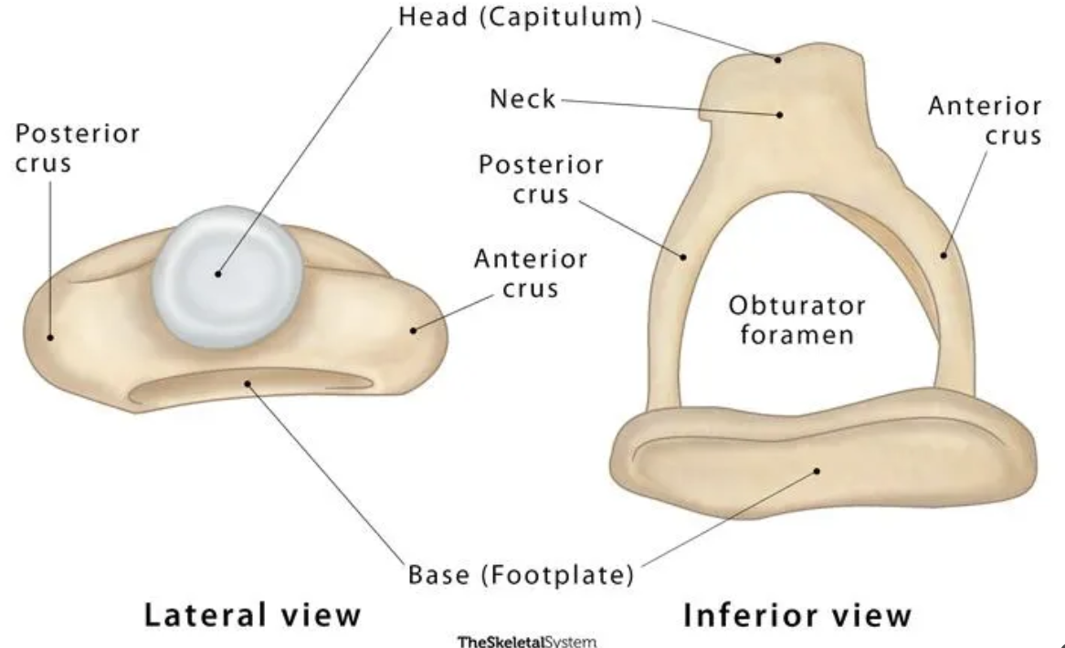 <p>this whole bone </p>