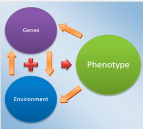 <p>our genes and our environment combined </p>