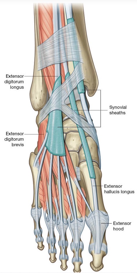 <p><span>Synoviale schede zorgt dat de pees vlot kan bewegen en dat deze niet hapert, zo kan de pees er vlot glijden.</span></p><p><span>Synovium zorgt ook voor voeding van de pees.</span></p>