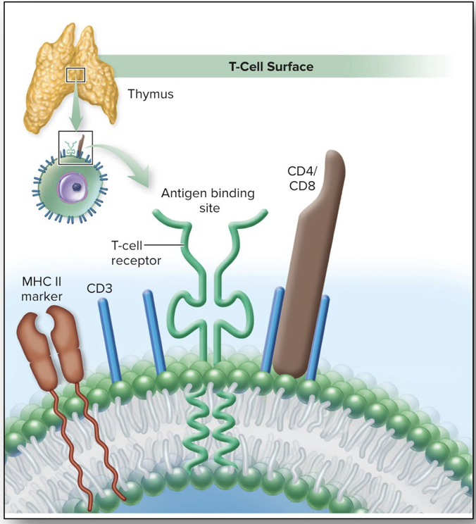 <p>Like the B cell receptor, Formed by genetic modification. Has variable & constant regions. Inserted into the membrane. Has antigen binding site formed from two parallel polypeptide chains. Unlike the immunoglobulins, Relatively small, Never secreted. T cells need coreceptors known as CD4 or CD8 to recognize the MHC that allows them to find antigen. CD4 on helper T (TH) cells. CD8 on cytotoxic T (TC) cells.</p>