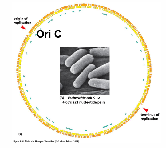 <ul><li><p>Origin of replication in prokaryotes</p></li><li><p>DNA replicated from one origin of replication</p></li></ul><p></p>