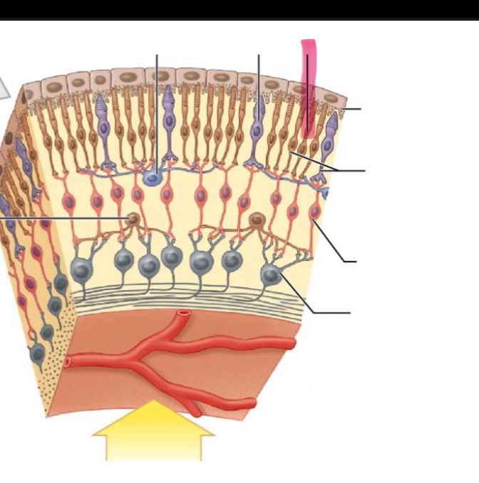 term image