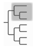 <p><span style="background-color: transparent; font-family: "Playfair Display", serif;">Includes the <u>most recent common ancestor</u> of the group <u>and all of its descendants</u> (clade)</span></p>
