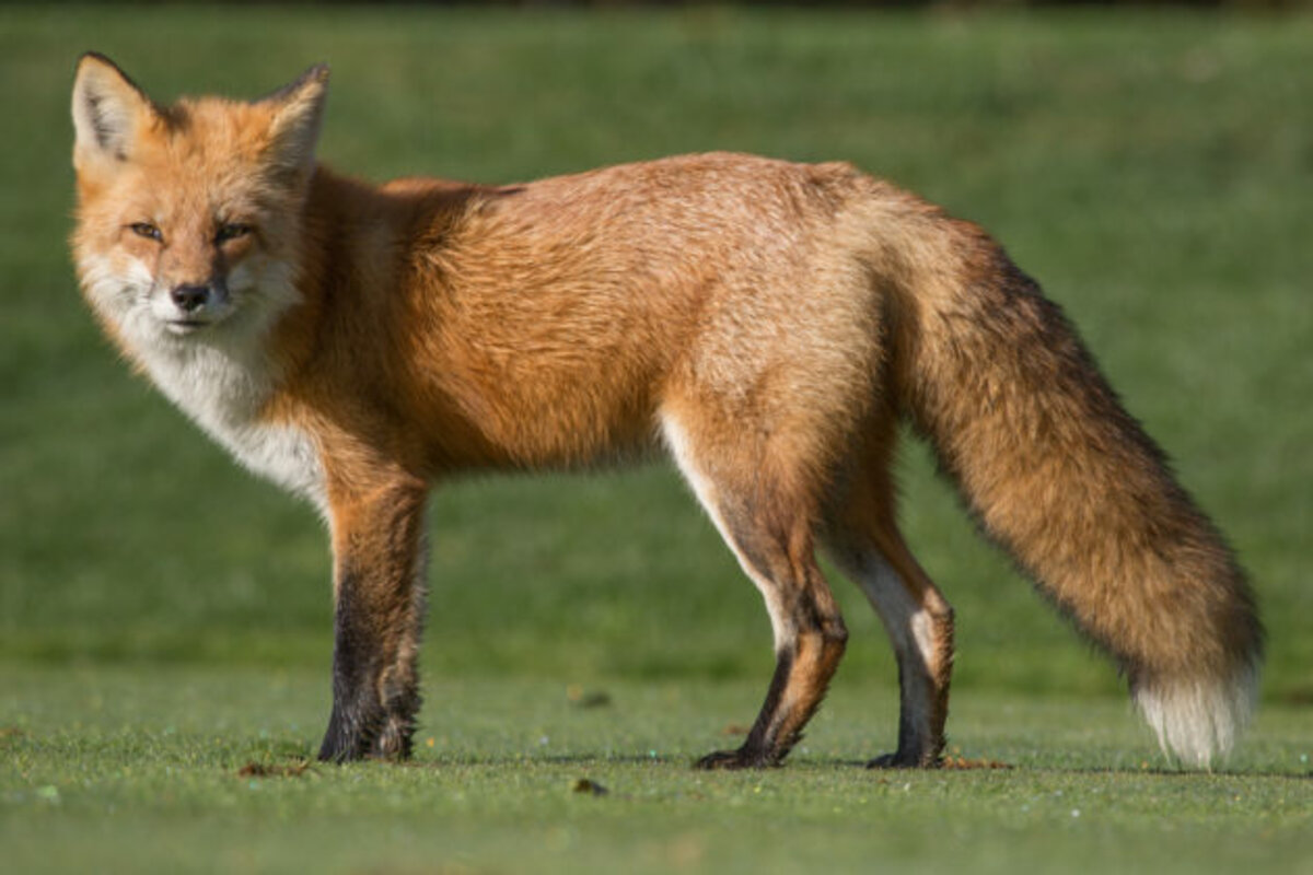 <p>fox</p>