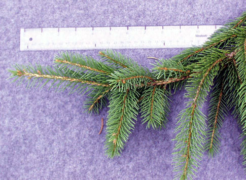 <p>scientific name</p>
