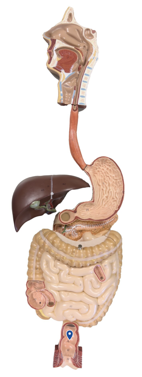 <p>Name this segment of the large intestine.</p>