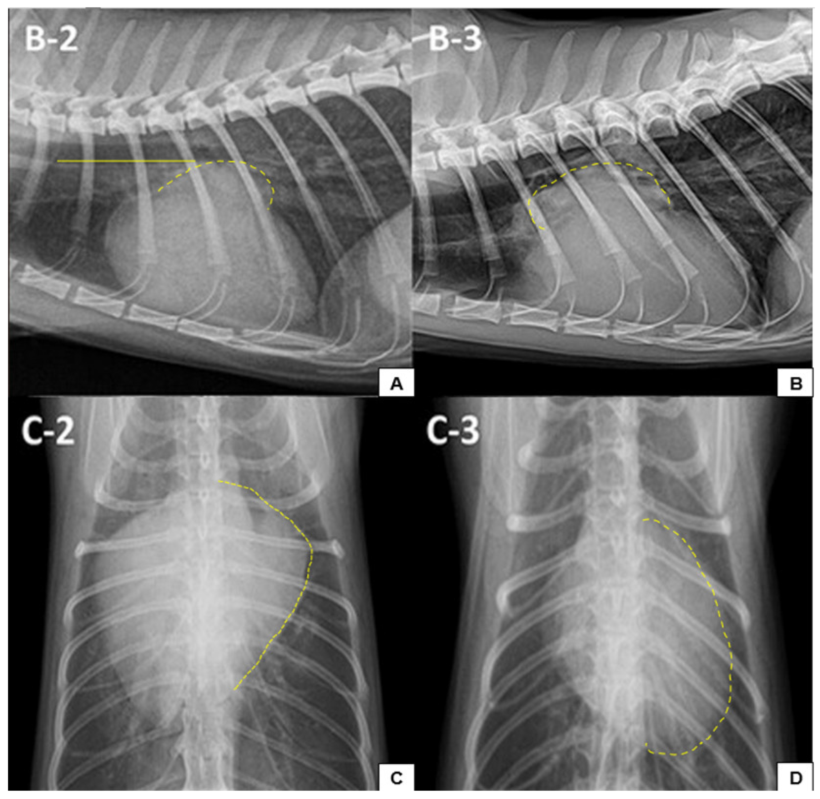 <p>Lateral thoracic radiograph</p>