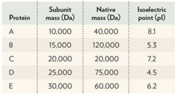 <p>Consider five proteins with the properties shown in the table&nbsp;above and answer the&nbsp;following four questions.&nbsp;Record your answers and choose&nbsp;the&nbsp;set&nbsp;of correct answers for questions a --> d.</p><p></p><p>a)&nbsp; Which protein would elute first from a (+) charged anion exchange column in buffer at pH 4.0?</p><p>b)&nbsp; Which protein would migrate the slowest in an SDS-PAGE gel?</p><p>c)&nbsp; Which protein would elute last from a gel filtration chromatography column under non-denaturing conditions?</p><p>d)&nbsp; Which protein would elute last from a (-) charged cation exchange column in buffer at pH 4.0?</p>