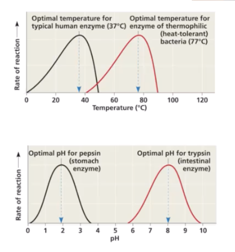 <ul><li><p>Temperature </p></li><li><p>pH</p></li></ul><p></p><p>Also some enzymes can’t work alone they need: </p><ul><li><p>Non protein cofactors </p></li><li><p>coenzymes </p></li></ul><p></p>