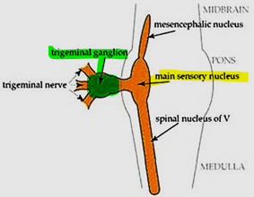 <p>Trigeminal ganglion (aka semilunar ganglion)</p>