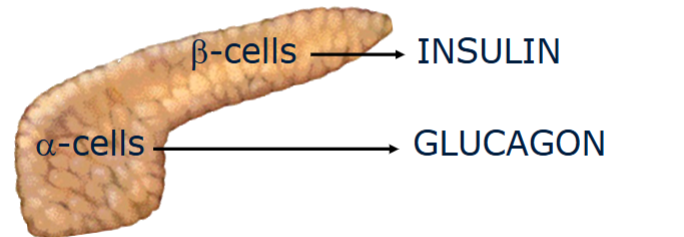 <p>The pancreas regulates blood glucose via <strong>insulin</strong> and <strong>glucagon</strong>.</p><ul><li><p><strong>Insulin:</strong> Produced by <strong>β-cells</strong> in the islets of Langerhans.</p><ul><li><p>Stimulated by <strong>high blood glucose</strong>.</p></li><li><p>Promotes glucose uptake and storage (liver, muscle, adipose).</p></li><li><p>Excessive blood glucose without insulin → vascular damage.</p></li></ul></li><li><p><strong>Glucagon:</strong> Produced by <strong>α-cells</strong>.</p><ul><li><p>Stimulated by <strong>low blood glucose</strong>.</p></li><li><p>Promotes glycogen breakdown and gluconeogenesis in the liver.</p></li><li><p>Insufficient glucagon → hypoglycemia, loss of consciousness, brain energy deficit.</p></li></ul></li><li><p><strong>Overall role:</strong> Maintain <strong>homeostasis</strong>, keeping glucose within a narrow physiological range, using hormones to coordinate liver, muscle, and adipose tissue metabolism.</p></li></ul><p></p>