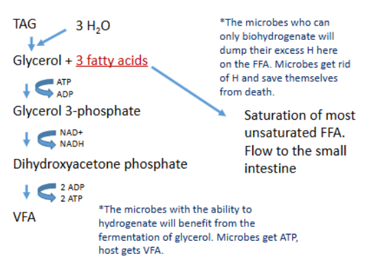 <p>Most unsaturated fatty acids become saturated</p><ul><li><p>Saturated - sat stack, are more solid</p></li><li><p>Unsaturated, more liquid</p></li></ul><p>Some unsaturated fatty acids pass intact</p><p>Microbial alteration results in:</p><ul><li><p>Increased trans-unsaturated fatty acids</p></li><li><p>Increased fatty acids with odd number of C</p></li><li><p>Branched chain fatty acids</p></li></ul><p></p>