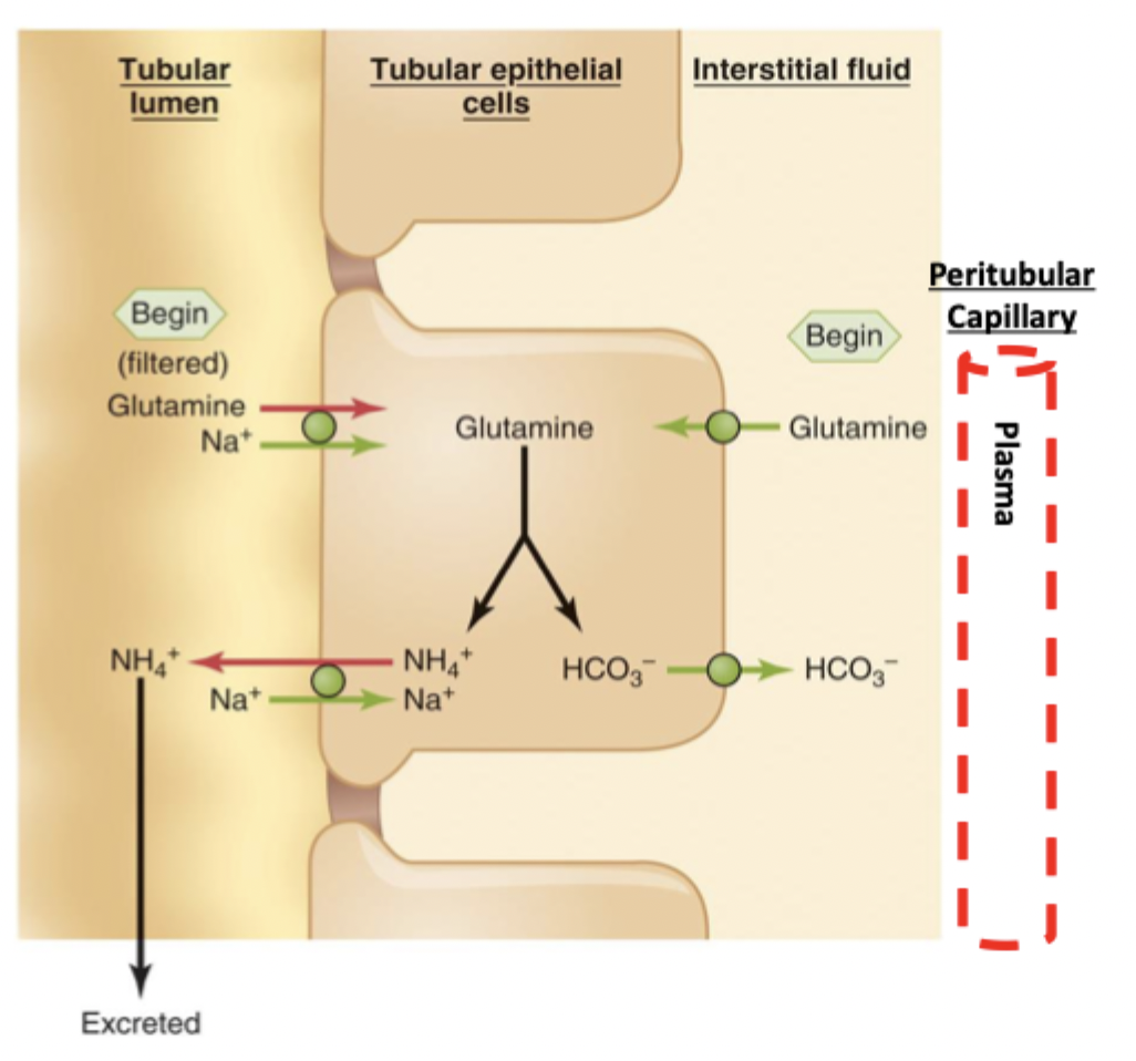 <p>Glutamine enters cell either from</p><ul><li><p>Capillary</p></li><li><p>Filtered in through lumen, cotransports with Na</p></li></ul><p> → breaks down into NH4+ and bicarb → bicarb goes to capillary → NH4- goes out, Na+ goes in via countertransporter → NH4+ is excreted</p><p>Removes acid (NH4+)</p>