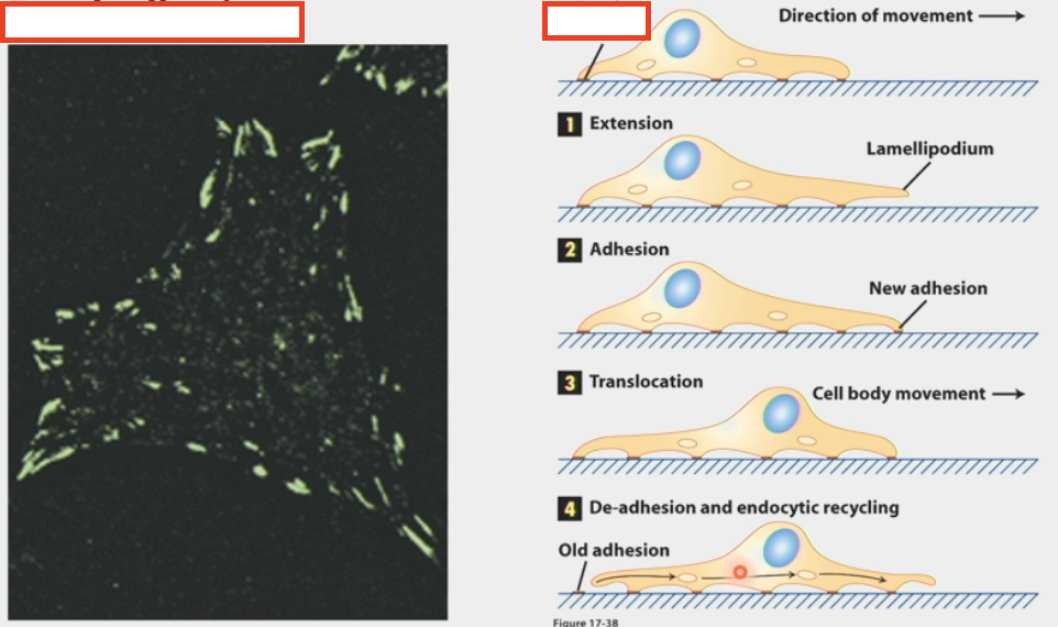 <ul><li><p>integrins cluster into these rather than being uniformly spread</p></li><li><p>act like the “feet” of the cell → important for cell movement</p></li><li><p>attach to actin filaments (dynamic force-generating cytoskeleton)</p></li><li><p>connect to signaling pathways (intracellular) through intermediate proteins that interact w/ other receptors receiving <strong>non-adhesion</strong> info</p></li><li><p>have a layered structure</p><ul><li><p>membrane-apposed integrin signalling layer w/ integrin cytoplasmic tails, adhesion kinase, paxillin</p></li><li><p>intermediate force-transduction layer w/ talin and vinculin</p></li><li><p>uppermost actin-regulatory layer w/ zyxin, vasodilator-stimulated phosphoprotein, a-actinin</p></li><li><p>integrin/ECM layer? actin layer?</p></li></ul></li></ul><p></p>