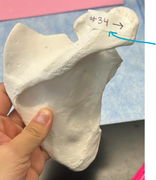 <p>ID scapula region</p>