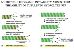 <p>1) microtubules can reversibly assemble and disassemble (microtubules added to growing end) and there is also interstitial growth</p><p>2) this requires alot of energy so when filamentous actin is assembled in the filopodia of the growth cone, some of this is left behind in the submembranous cortex of the axon as part of the axon's cytoskeleton.</p>