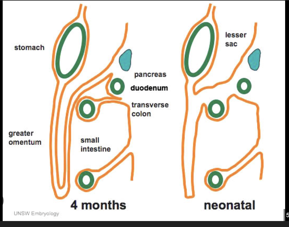 <ul><li><p>It is comprised of dorsal mesentery.</p></li><li><p>It is often described as 4x (two double layers) layers (the folding back connecting the stomach and colon, and the two layers of dorsal mesentery growing from the back.</p></li></ul><p></p>