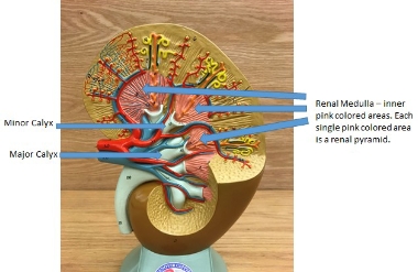 <p>renal medulla, major calyx, minor calyx</p>