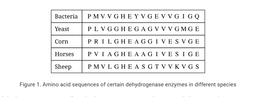 <p></p><p class="passage_para">Portions of the amino acid sequences of some dehydrogenase enzymes found in bacteria, yeast, corn, horses, and sheep are shown in Figure 1. Each letter represents a different amino acid in the sequence.</p><p class="stem_paragraph">Based on Figure 1, which of the following conclusions about the enzymes is most likely correct?</p><p><strong>A) </strong>Corn and horse dehydrogenase enzymes arose separately during each organism’s evolution and now exhibit strong sequence similarity as a result of their similar catalytic roles.</p><p><strong>B) </strong>These enzymes all evolved from a common prokaryotic dehydrogenase enzyme, so they exhibit regions of sequence similarity.</p><p><strong>C) </strong>Any evolutionary relationship is unlikely, because there is little sequence similarity between these enzymes.</p><p><strong>D) </strong>No conclusion can be drawn based on amino acid sequence, because there are twenty amino acids and only four nucleotides.</p>