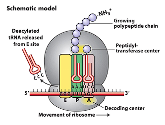 <p><span>mRNA binds to a ribosome (two subunits, rRNA and Proteins-elongation factors)→ translation starts at an </span><strong>AUG (methionine)</strong><span> codon→ tRNAs bring amino acids to the ribosome’s </span><strong>A site</strong><span> → they are added to the chain at the </span><strong>P site</strong><span> → empty tRNA leaves via the </span><strong>E site</strong></p>