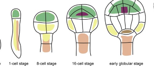 <p>1, 8, 16, early globular ( 4 stages) </p>