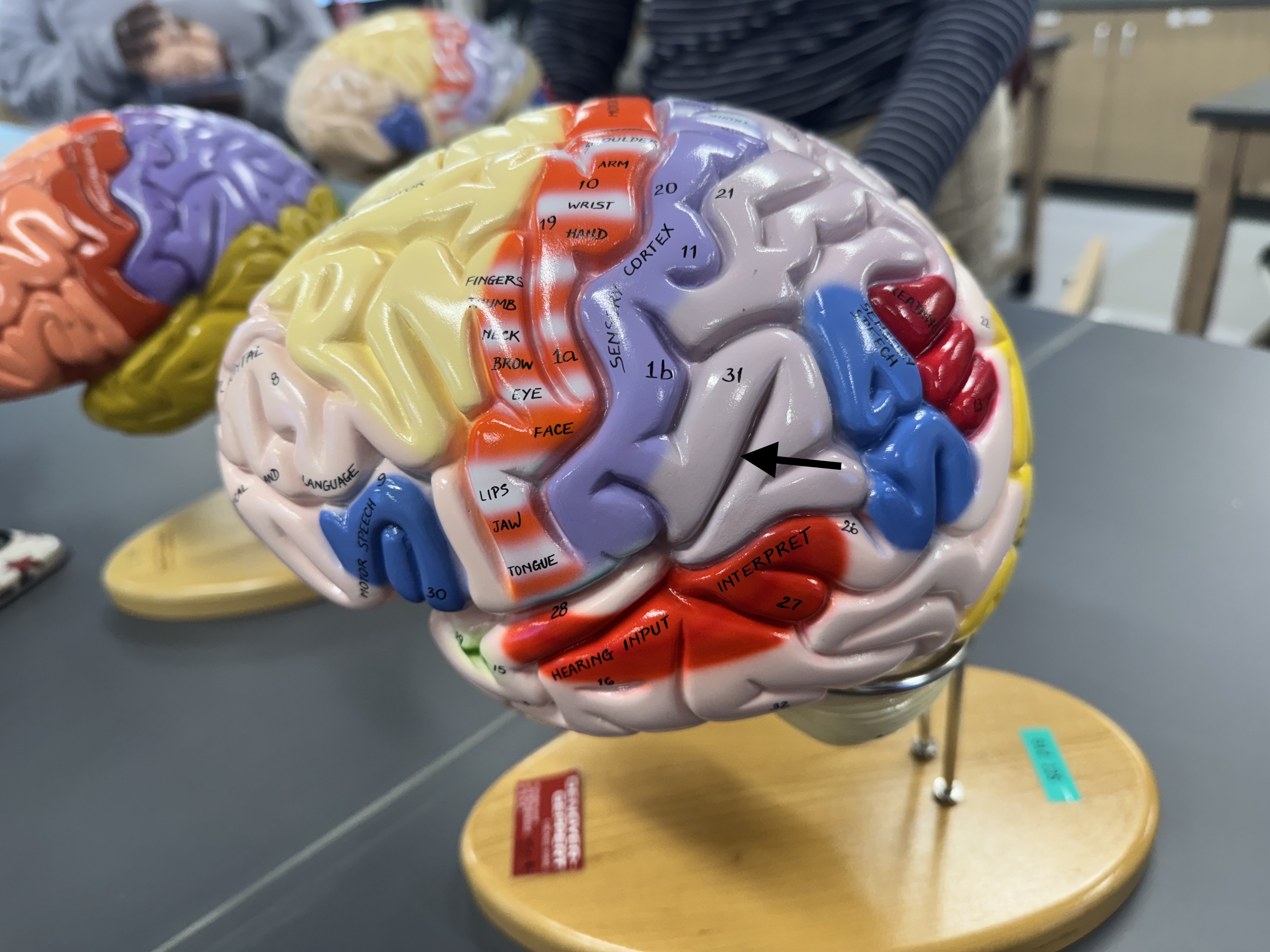 knowt flashcard image